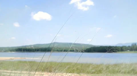 Grass blowing in the wind Stock Footage 51854864