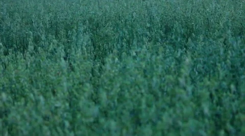 Grass blowing in the wind Stock Footage 54169552