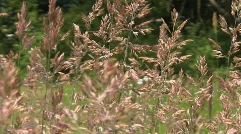 Grass blowing in the wind Stock Footage 54501245