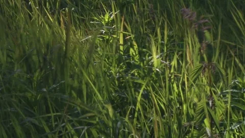 Grass blowing in the wind Stock Footage 74073436