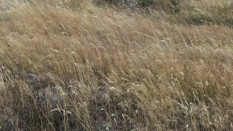 Grass blowing in the wind Stock Footage 74073460