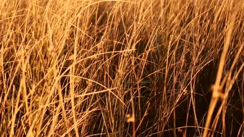 Grass Blowing in the Wind Stock Footage 82250106