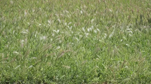 Grass blowing in the wind Stock Footage 89759771