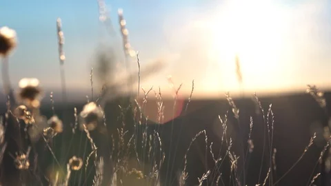 Grass blowing in the wind Stockbeeldmateriaal 90077318