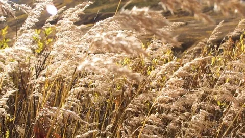 Grass blowing in the wind Stock Footage 90231119
