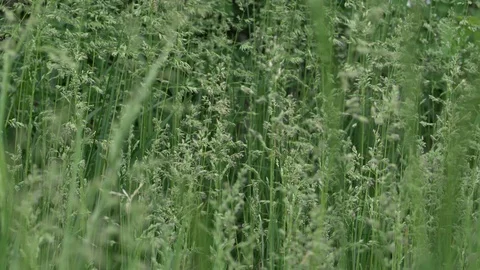 Grass Blowing in the Wind Stock Footage 90870703