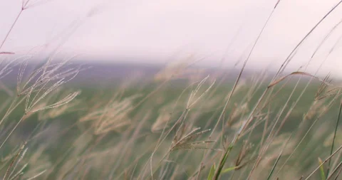 Grass Blowing in the wind Stock Footage 95325509