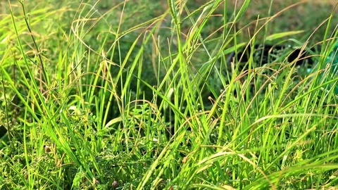 Grass blowing in the wind Stock Footage 104712106