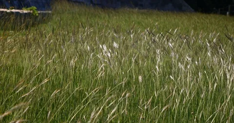 Grass blowing in the wind Video stock 118861824