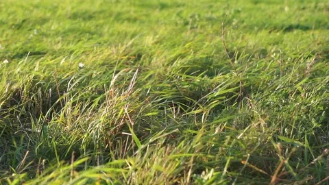 Grass blowing in the wind Stock Footage 119416819