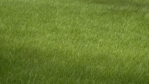 Grass Blowing in Wind Stock Footage 123728892