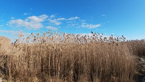 Grass Blowing In Wind Stock Footage 124147679