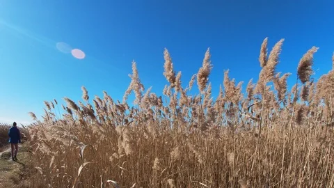 Grass Blowing in the Wind Stock Footage 124148526
