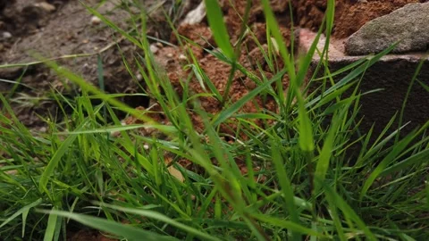 Grass blowing in the wind Stock Footage 138212931