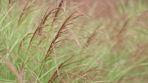 Grass blowing in the wind 库存影片 141513614