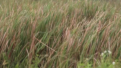 Grass blowing in the wind Stock Footage 142408336