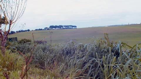 Grass blowing in the wind Stock Footage 157002234