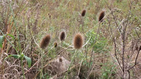 Grass blowing in the wind 스톡 동영상 163067270