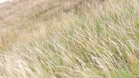 Grass Blowing In Wind Video stock 168855973