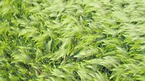 Grass Blowing in Wind Stock Footage 195940269