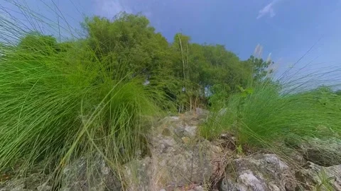 Grass blowing in the wind Video stock 229683670