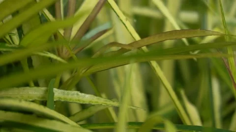 Grass Blowing In The Wind Stock Footage 230148330