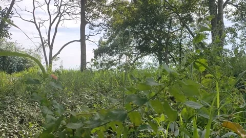 Grass blowing in the wind Stock Footage 231801037
