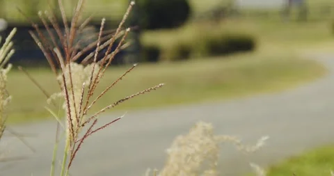 Grass blowing in the wind Stock Footage 261749586