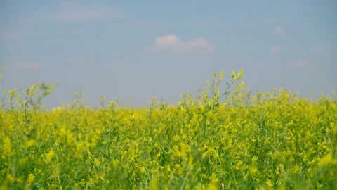 Grass Blowing in the wind Stock Footage 269723976