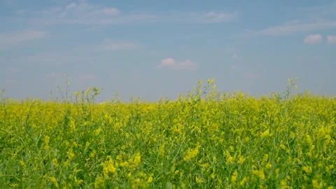 Grass Blowing in the wind Stock Footage 269723983