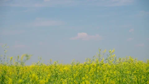 Grass Blowing in the wind Stock Footage 269723990