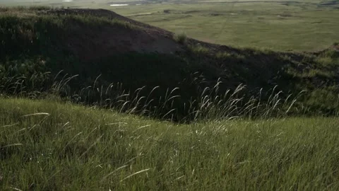 Grass Blowing in the wind Stock Footage 269723993