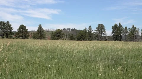 Grass Blowing in the wind Stock Footage 269724091