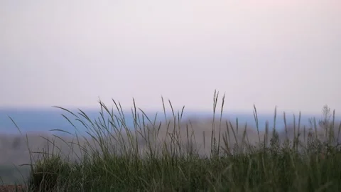 Grass Blowing in the wind Stock Footage 269724121
