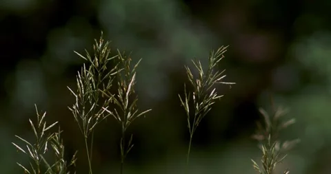 Grass Blowing in Wind Stock Footage 292725005