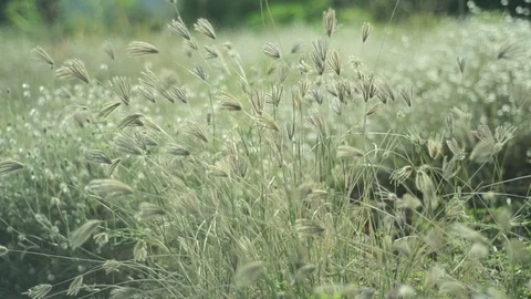 Grass blowing at the wind footage clip Stock Footage