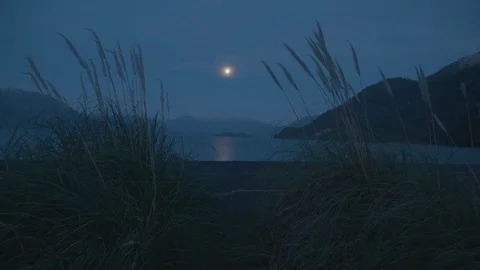 Grass blowing in the wind in front of a full moon in slow motion Vídeo Stock 70451103