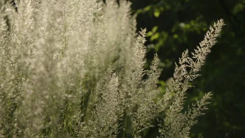 Grass blowing in the wind in a garden in summer Stock Footage 258417892