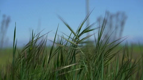 Grass Blowing in Wind, Grass with Blue Sky, Tall Green Grass - HD 库存影片 104842203