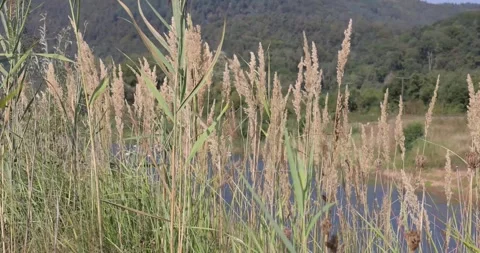 Grass blowing in the wind with green forest background Stock Footage 297315078