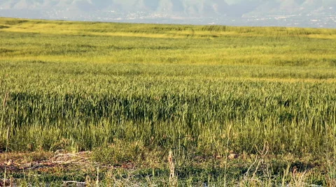 Grass Blowing in The Wind HD Stock Footage 737967