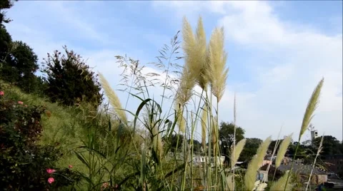 Grass blowing in the wind hill Stock Footage 40954377