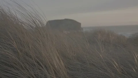 Grass Blowing in the Wind - Log 스톡 동영상 85451221