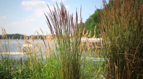 Grass blowing in the wind next to a lake Stock Footage 44519827