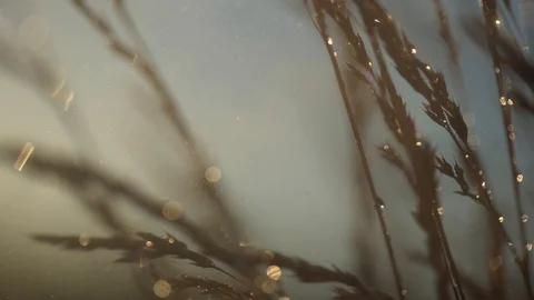 Grass blowing in the wind in rainy weather. Closeup slow motion footage. Stock Footage 101580463