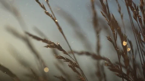 Grass blowing in the wind in rainy weather. Closeup  footage. Stock Footage 101580473
