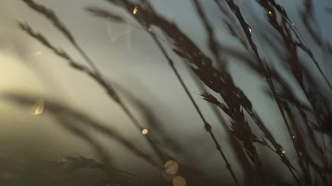 Grass blowing in the wind in rainy weather. Closeup slow motion footage. Stock Footage 101580495