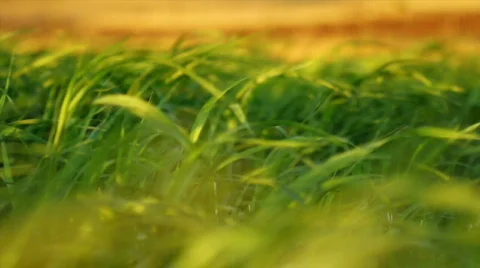Grass blowing in the wind with selective focus Stock-Footage 821596