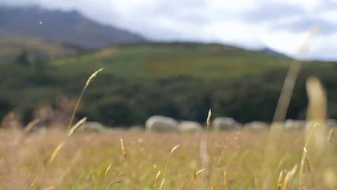 Grass blowing in the wind to sheep grazing Stock Footage 92473487