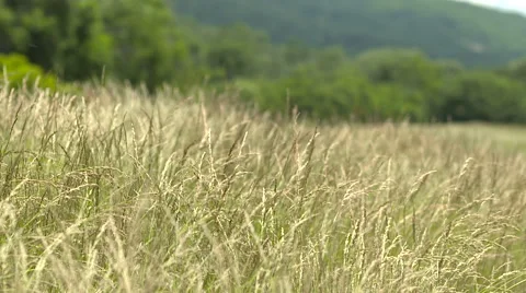 Grass blowing in wind slow motion Stock Footage